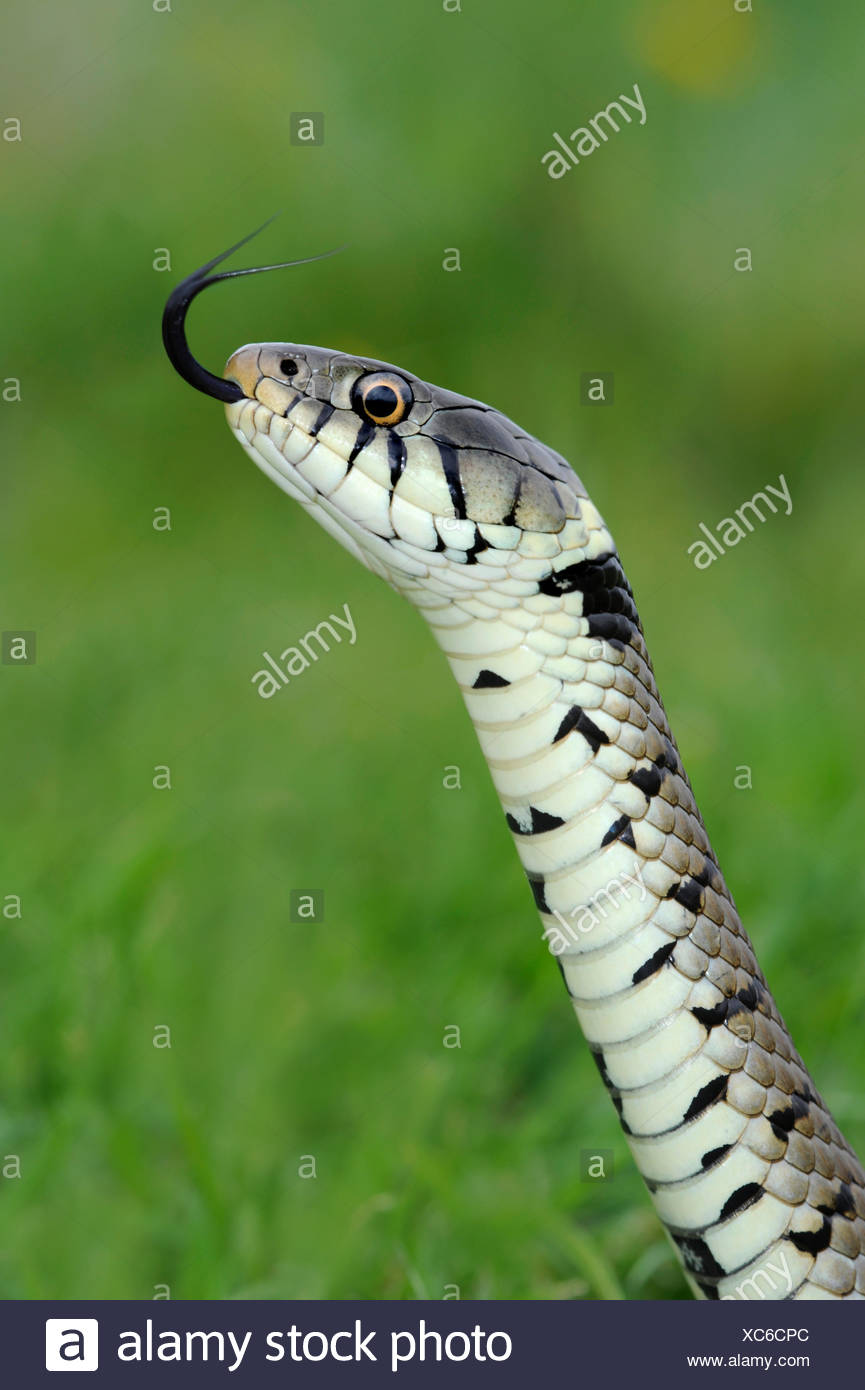 Couleuvre à collier Natrix natrix Banque D'Images