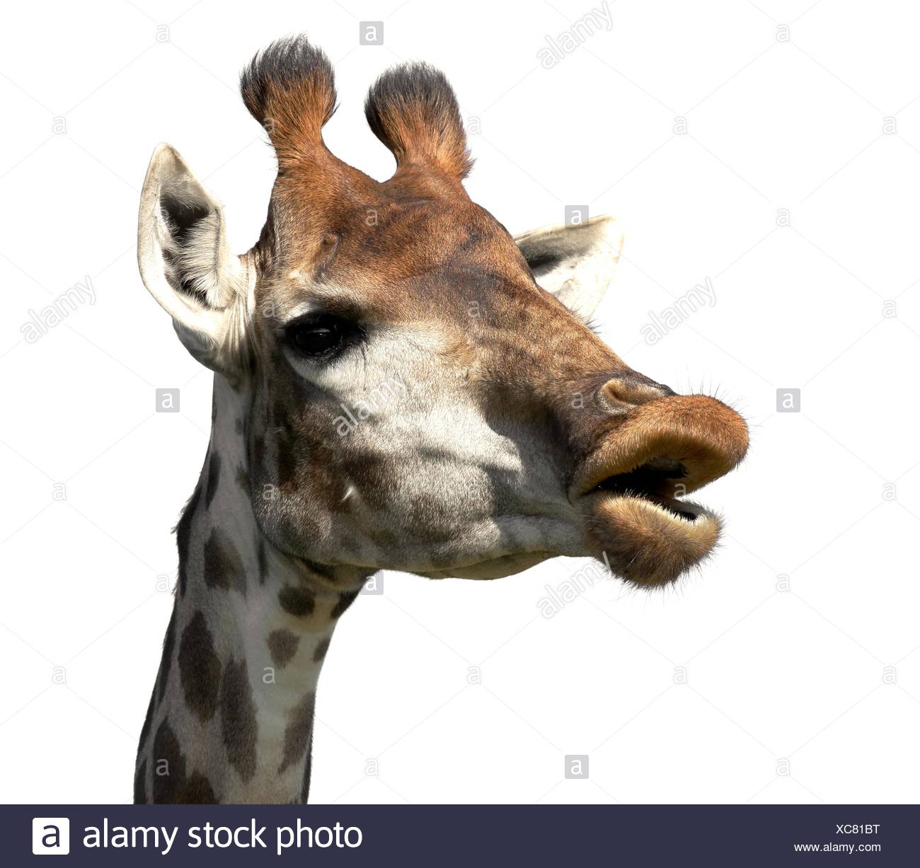 Talking Giraffe Banque D Image Et Photos Alamy Talking Giraffe Banque D Image Et Photos Alamy