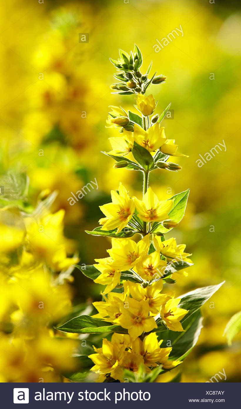 Tige de fleurs jaunes en plein air Banque D'Images