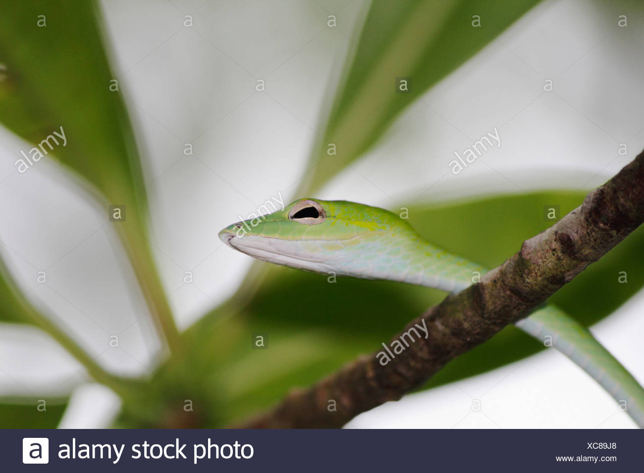 Serpent bec long, long-nez, whipsnake whipsnake Oriental (Ahaetulla prasina), le serpent crowls grâce à un arbre, la Thaïlande, le parc national de Khao Lak Banque D'Images