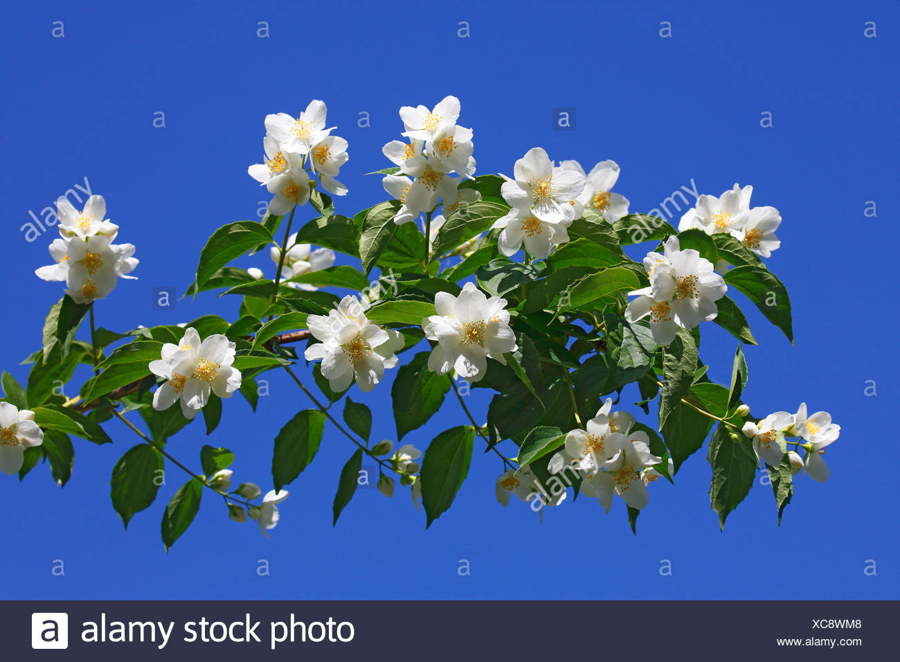 Double Flowering Mock Orange Defies The Odds In My Garden