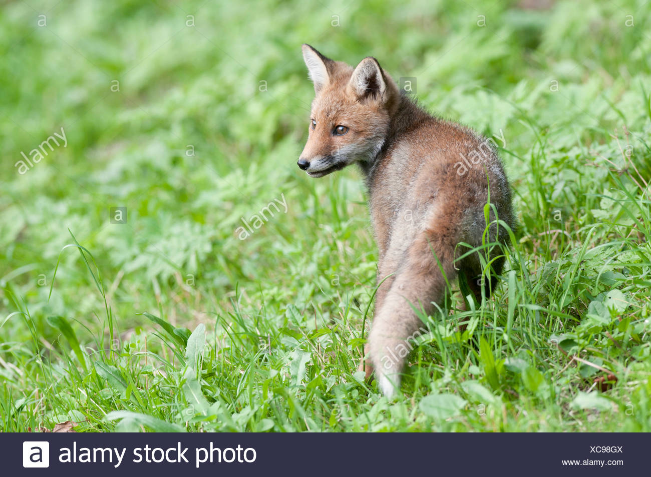 Renard Roux Debout Banque D Image Et Photos Alamy