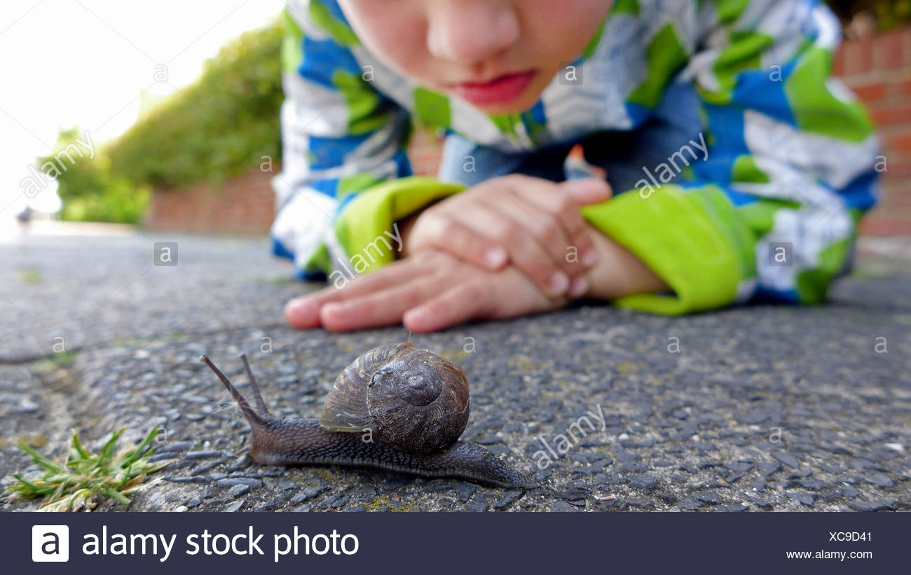 Escargot, brown, gardensnail escargot commun, l'escargot (Helix aspersa, Cornu aspersum, Cryptomphalus aspersus), petit garçon regardant un escargot sur un trottoir, Pays-Bas Banque D'Images