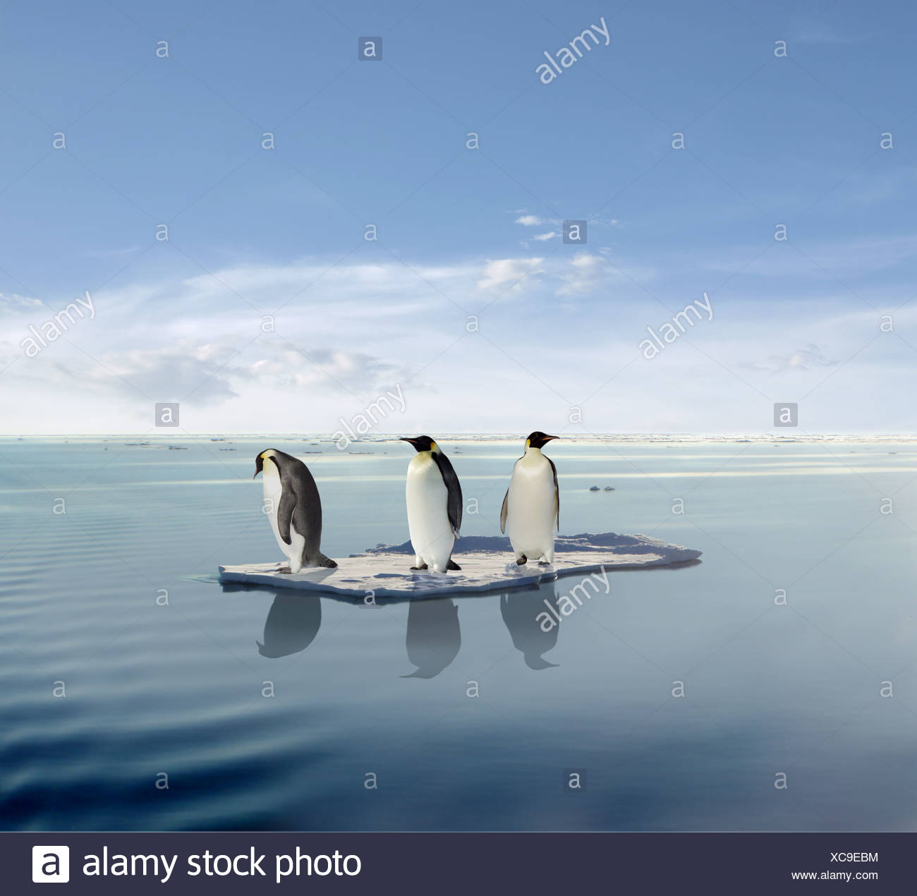 Trois Pingouins Sur Une Banquise De Fusion Photo Stock Alamy Trois Pingouins Sur Une Banquise De Fusion Photo Stock Alamy