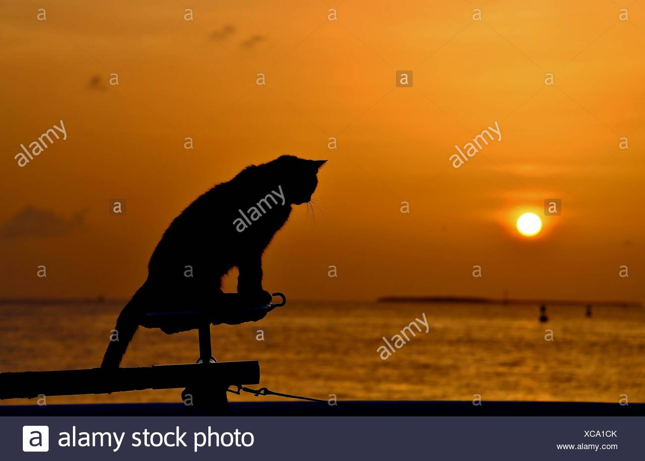 Silhouette Chat Contre Mer Calme Au Coucher Du Soleil Photo Stock Alamy Silhouette Chat Contre Mer Calme Au Coucher Du Soleil Photo Stock Alamy
