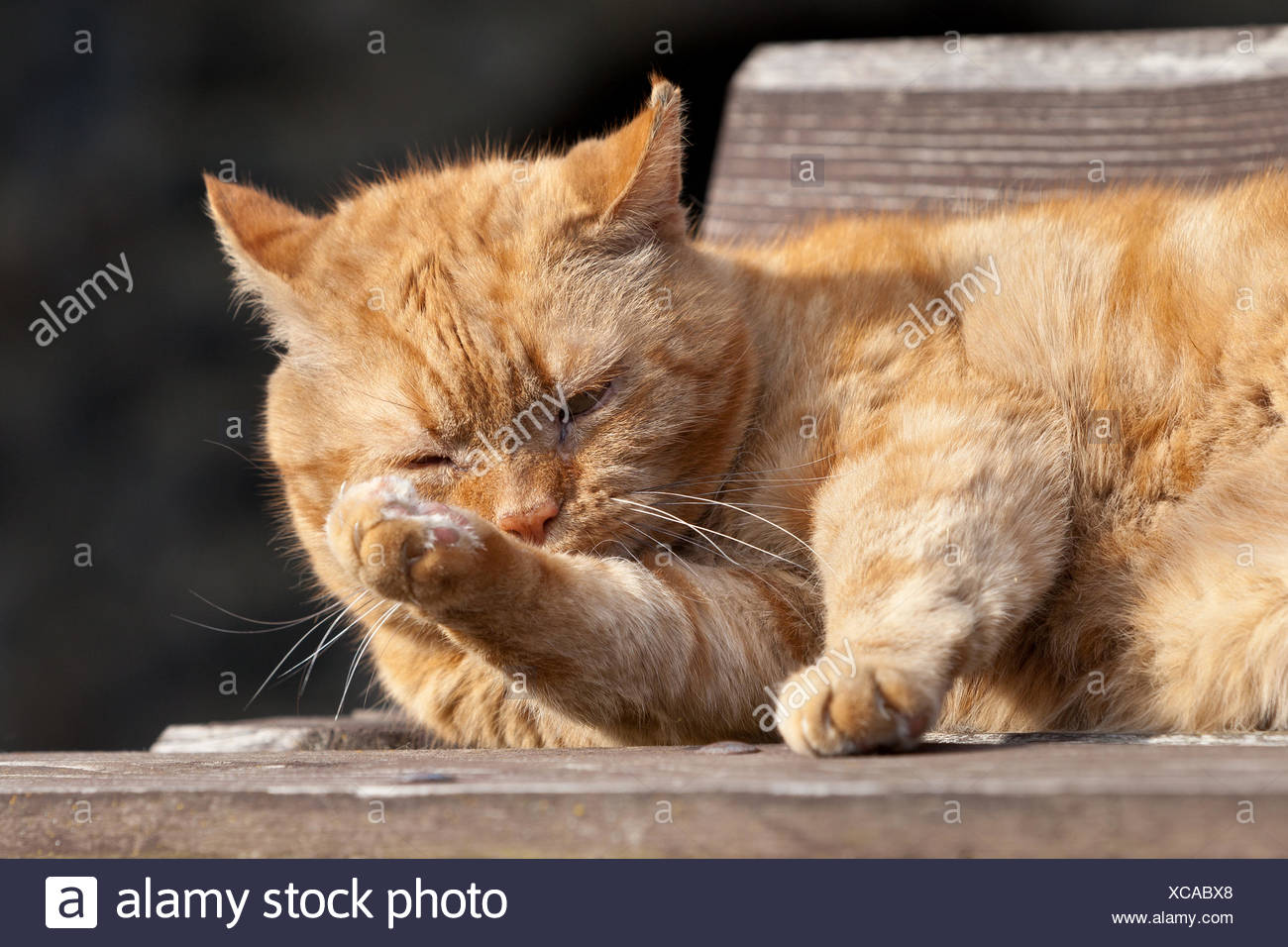 Chat Garfield Photos Chat Garfield Images Alamy