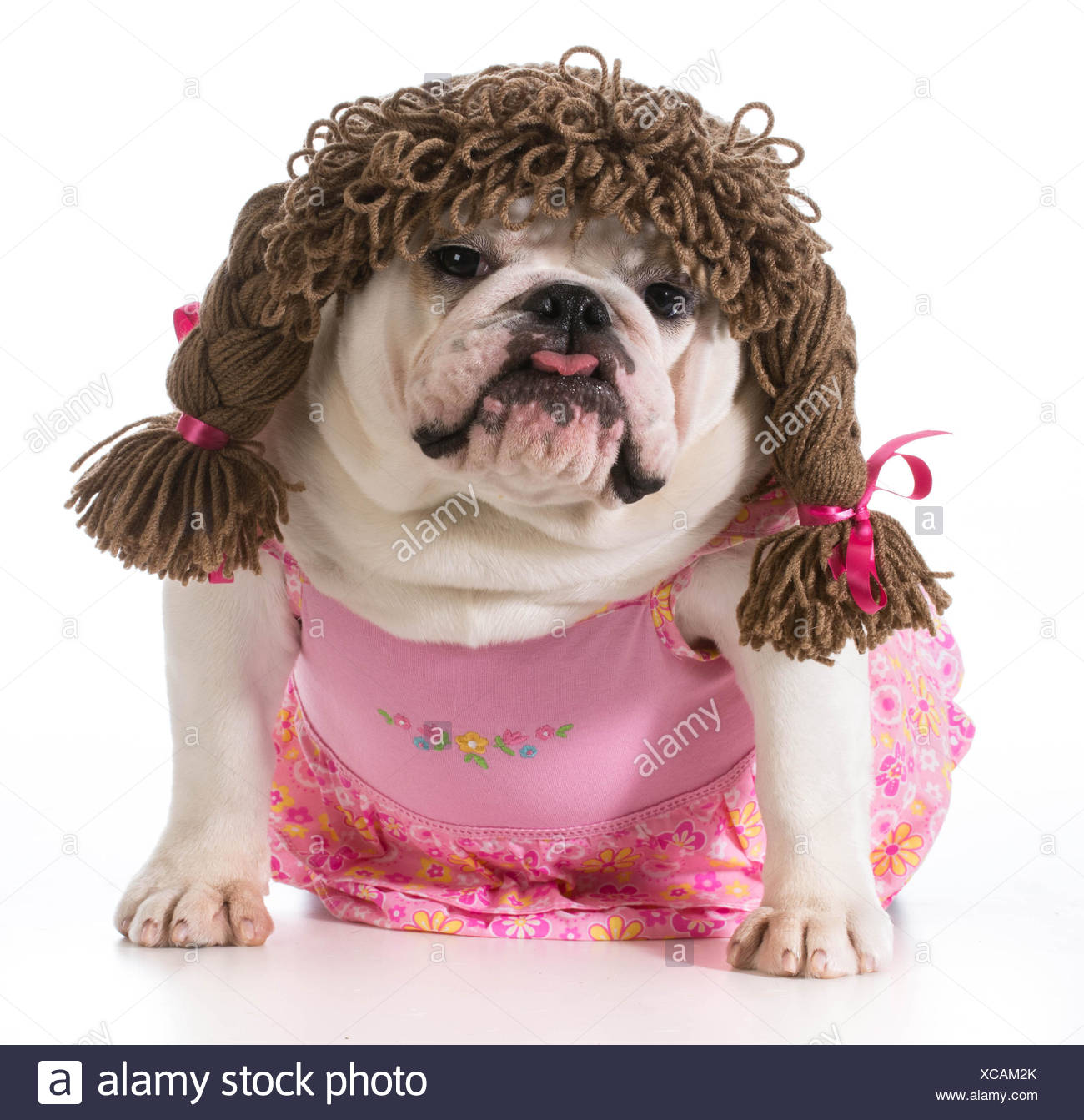 Chien Femelle Bulldog Anglais Portant Robe Rose Et Perruque De Cochon Isole Sur Fond Blanc Photo Stock Alamy