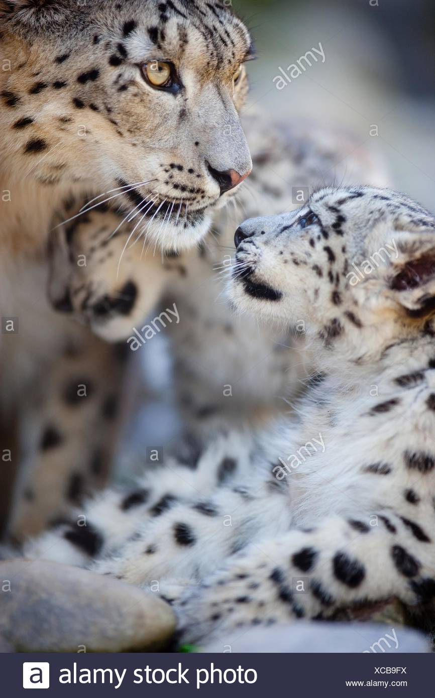 Leopard Des Neiges Bebe Banque D Image Et Photos Alamy