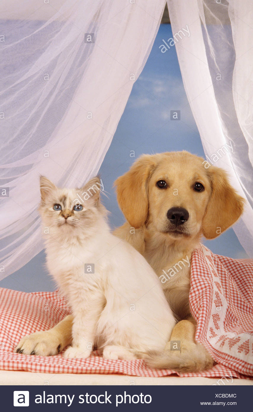 Amitié Animale Golden Retriever Chiot Chien Et Chat Sacré