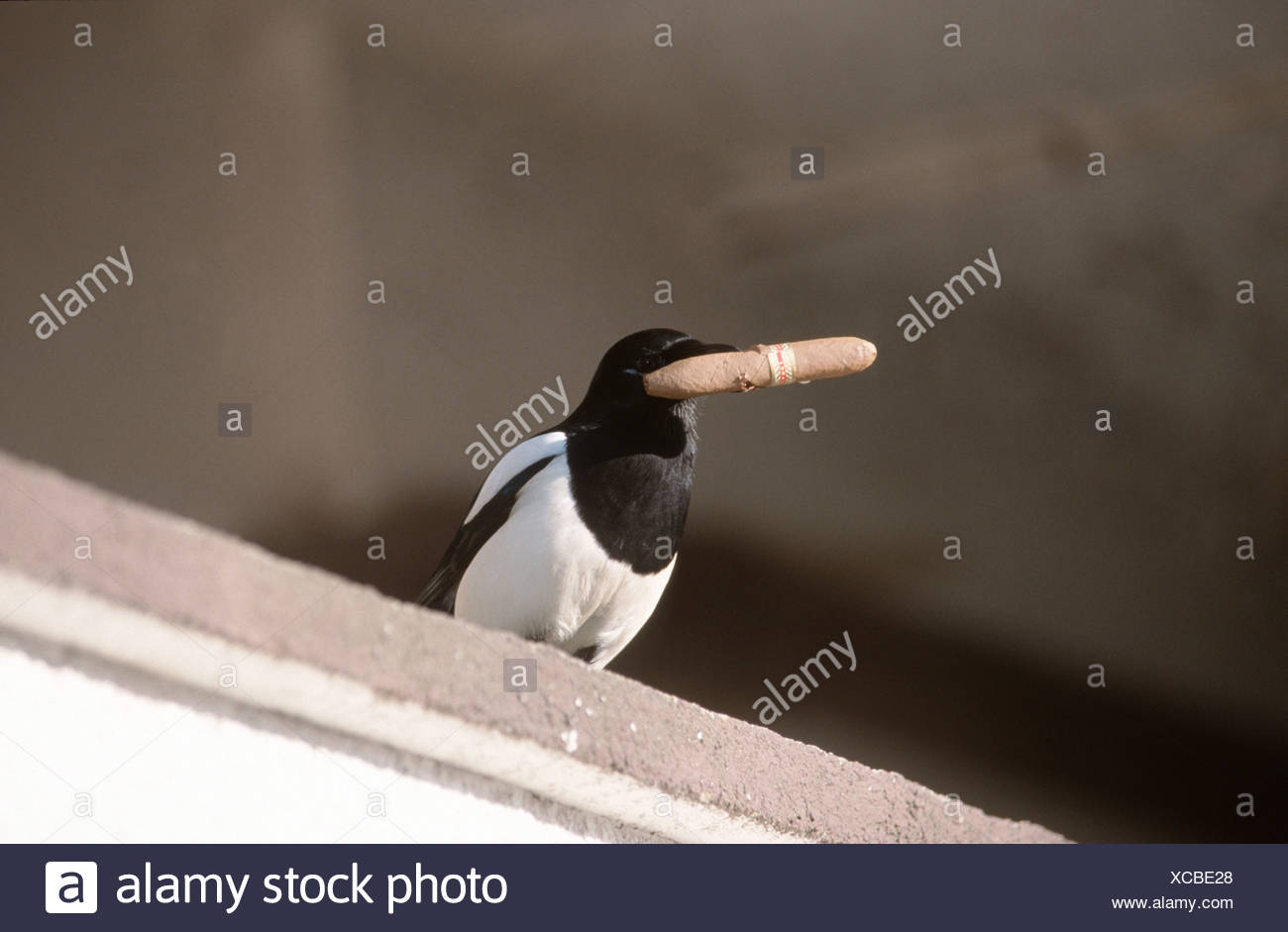 Pie Bavarde Pica Pica Seul Animal Avec Un Cigare Volés L