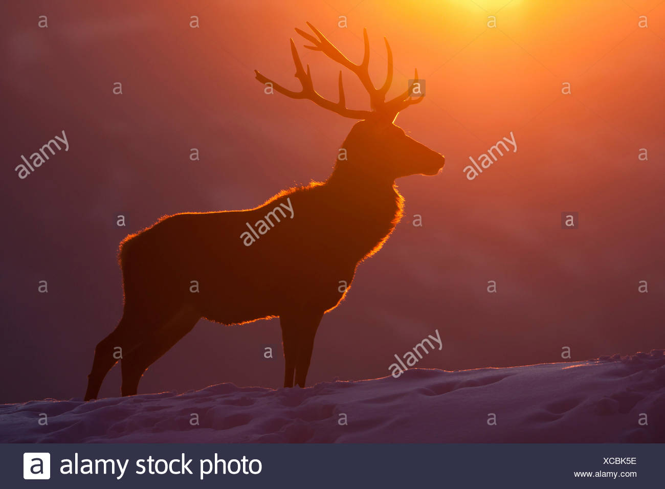 Red Deer (Cervus elaphus), silhouette d'un taureau en face de winterly coucher du soleil, l'Autriche, Vorarlberg Banque D'Images