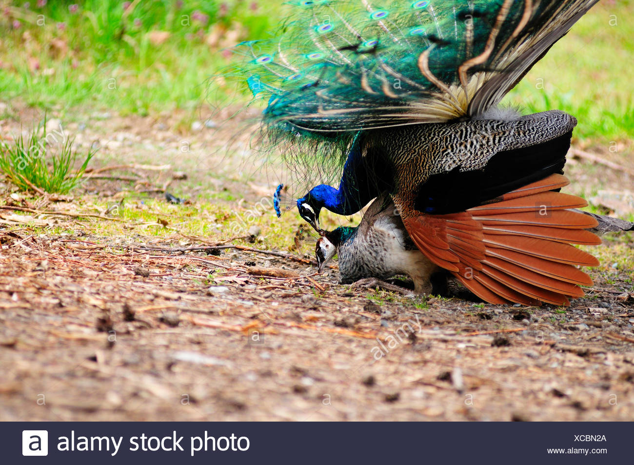 L Accouplement Avec Paon Paon Femelle Photo Stock Alamy