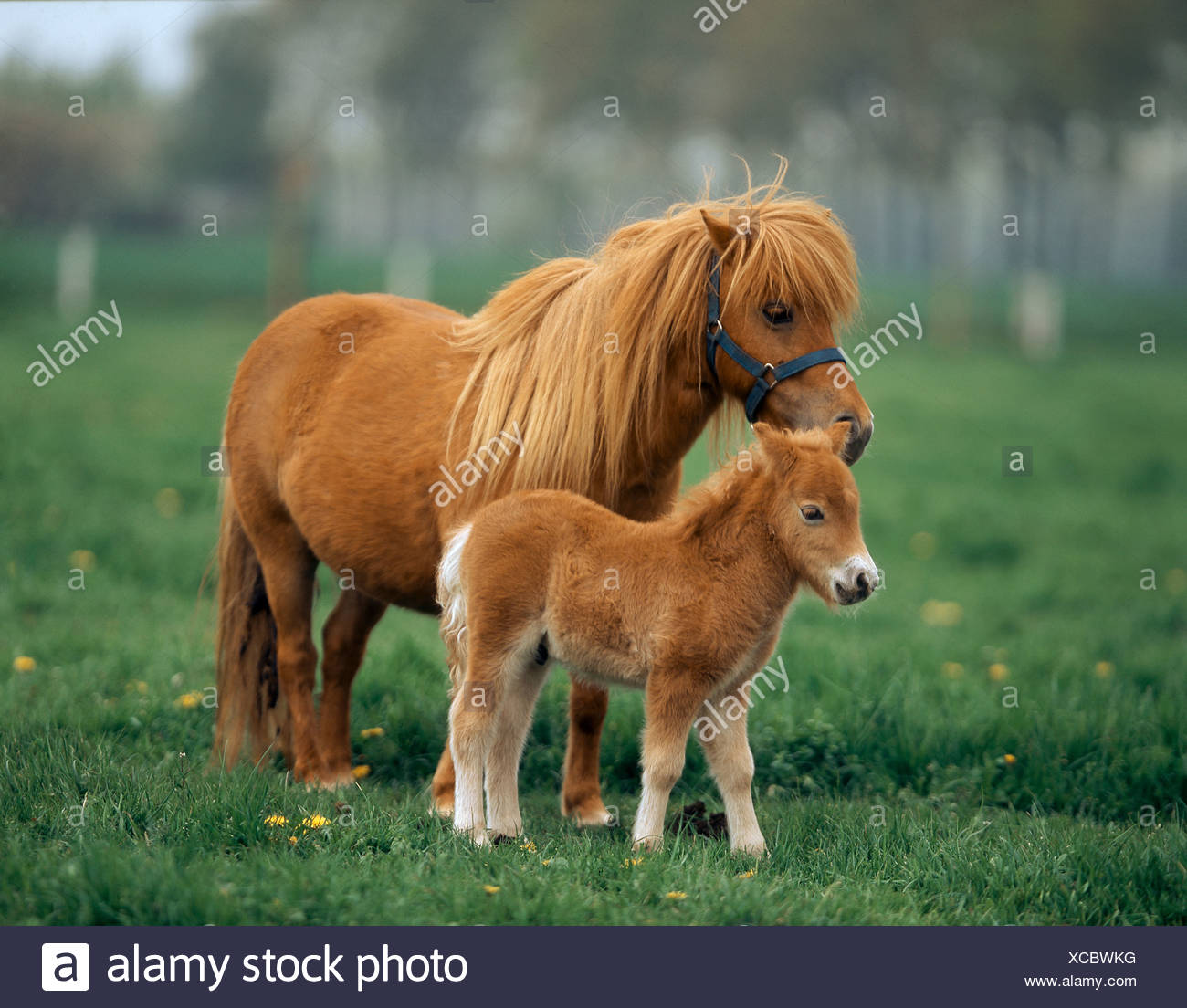 Miniature Shetland Pony Chestnut Foal Banque D Image Et Photos Alamy