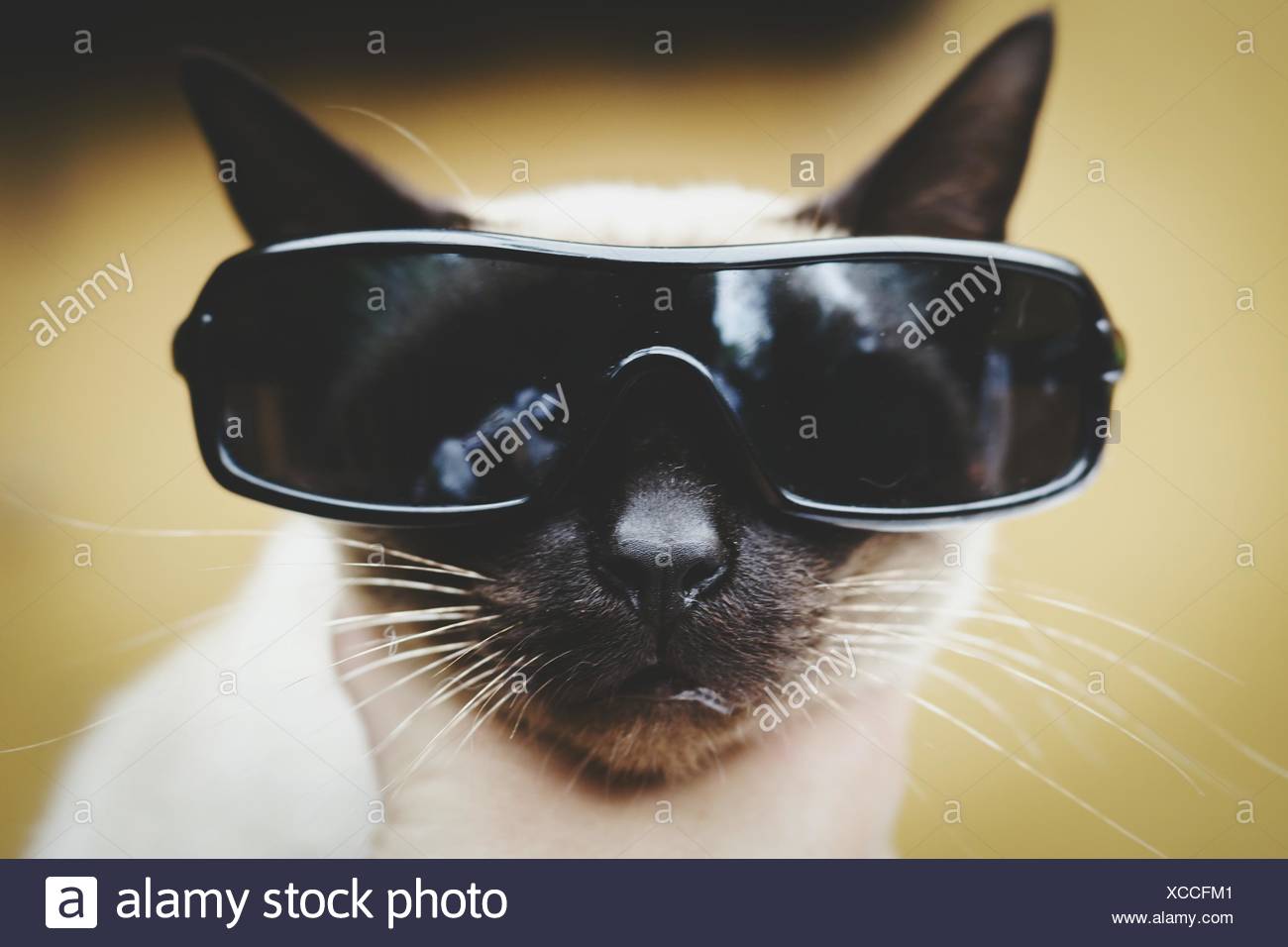 Portrait De Chat Siamois Avec Des Lunettes Photo Stock Alamy