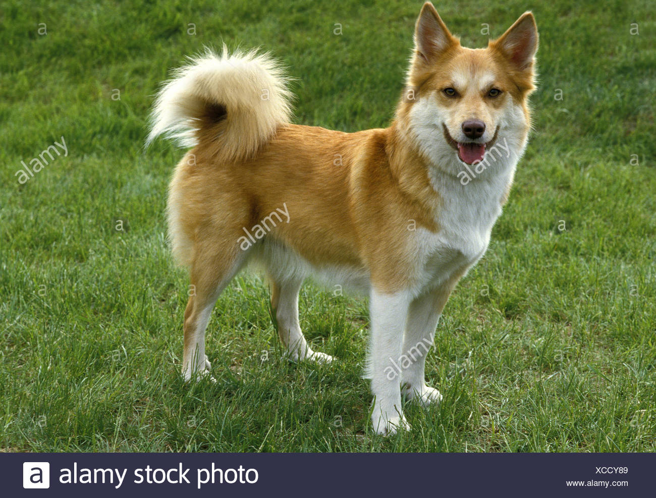 Chien Laika De Sibérie Une Race De Russie Banque Dimages