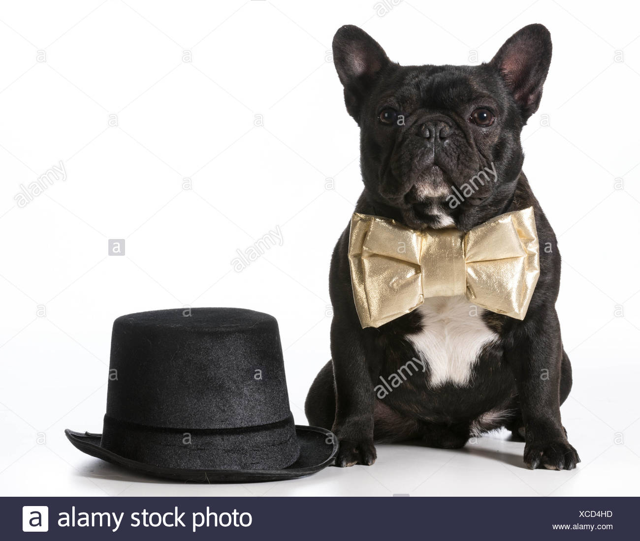 Bouledogue français portant nœud papillon assise à côté de top hat Photo  Stock - Alamy