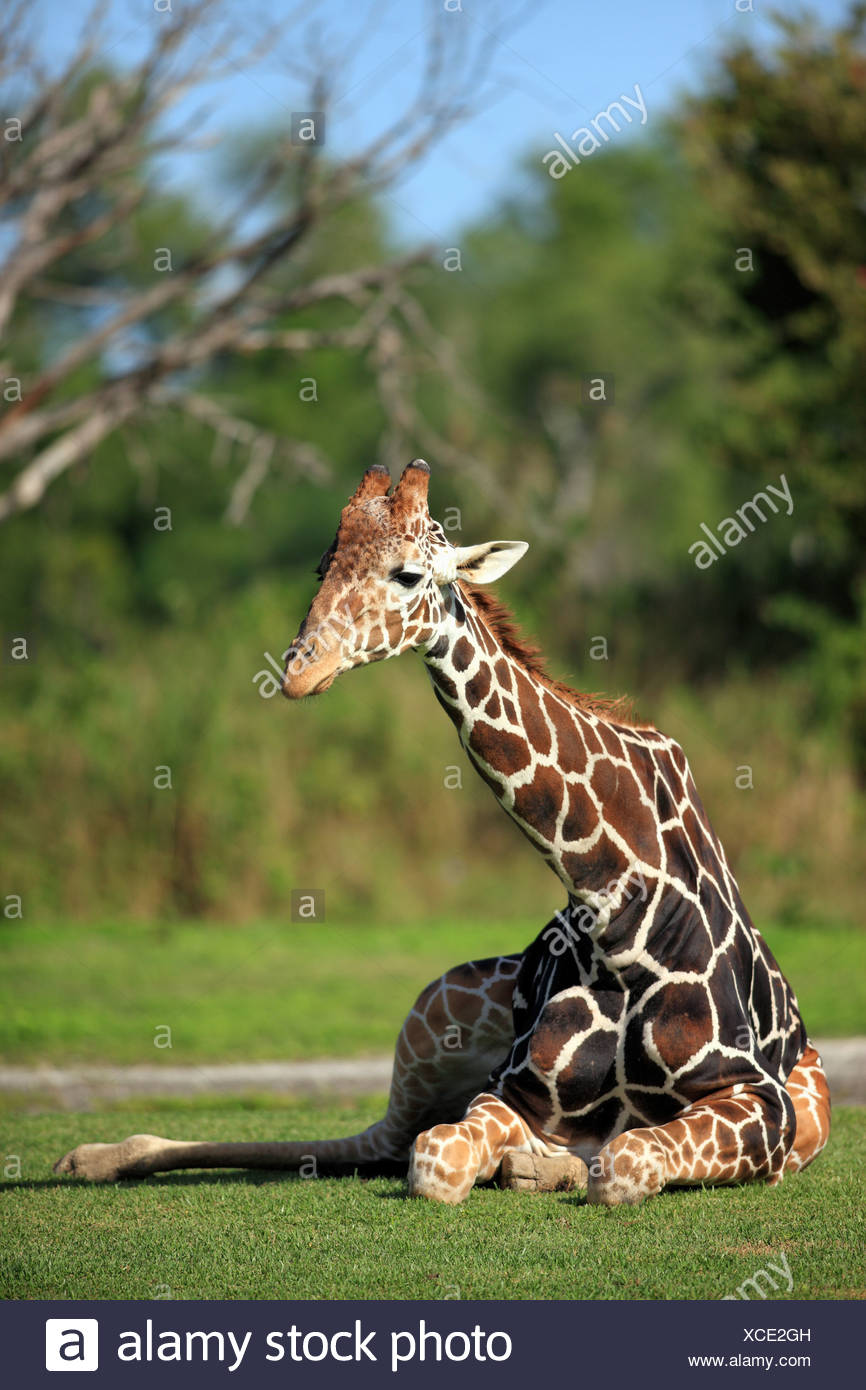 Giraffe réticulée (Giraffa camelopardalis reticulata), adulte, le mensonge, en captivité, Florida, USA Banque D'Images