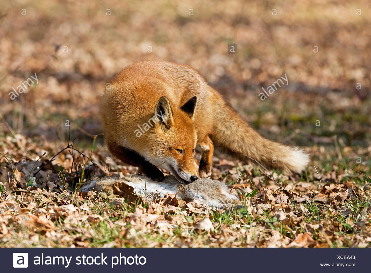Le renard roux, Vulpes vulpes, homme avec un Kill, un lapin sauvage, Normandie Banque D'Images