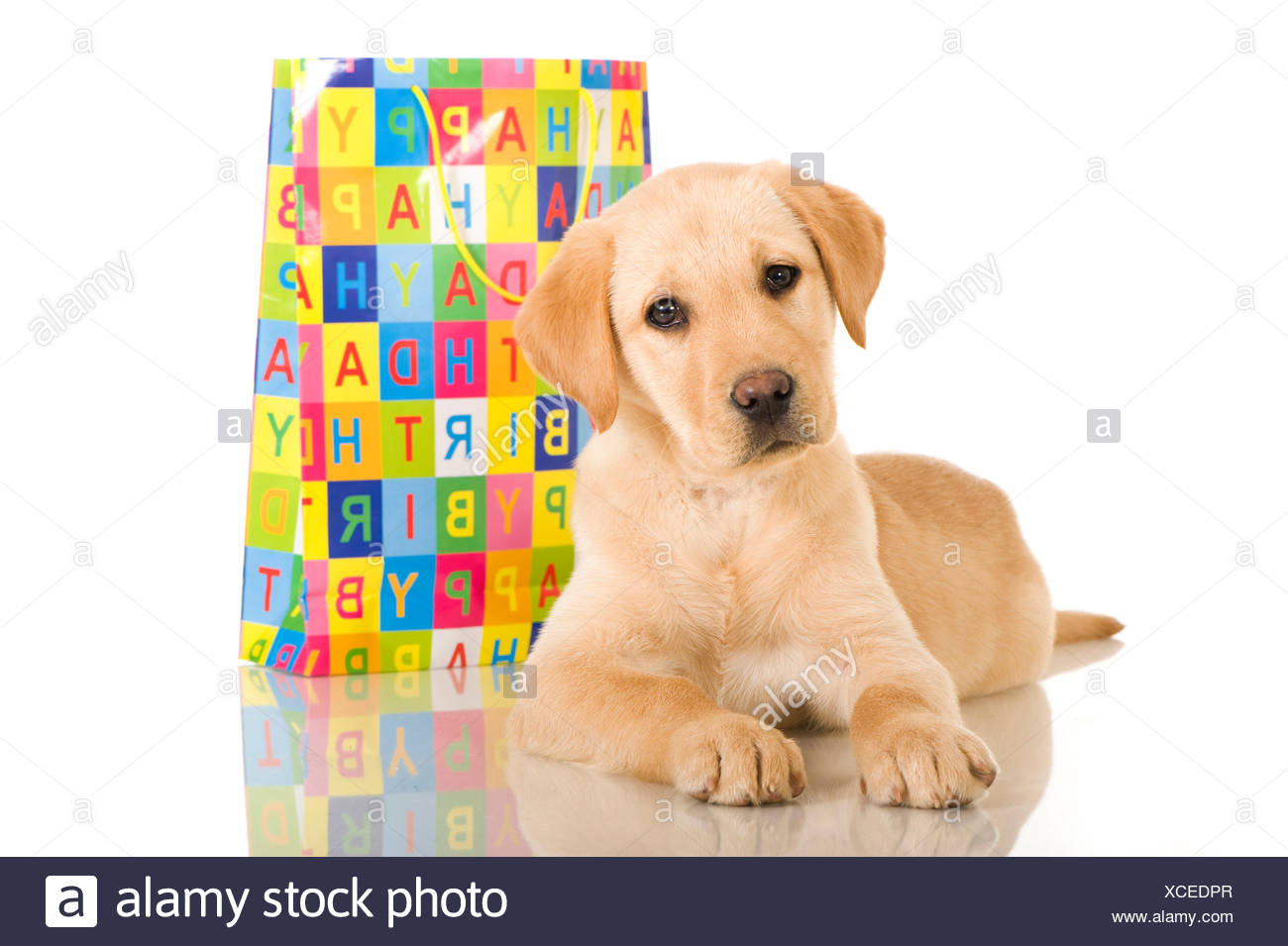 Jaune Chiot Labrador Retriever Couche A Cote De Papier Colore Housse De Transport Mentions Legales Joyeux Anniversaire Photo Stock Alamy