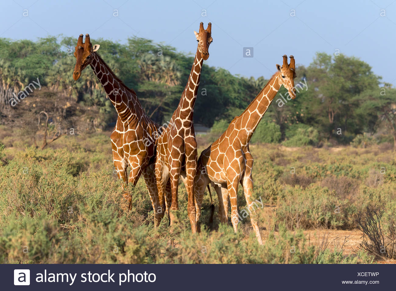 Trois girafes somaliens ou girafes Giraffa reticulata réticulée (girafe), Samburu National Reserve, Kenya Banque D'Images