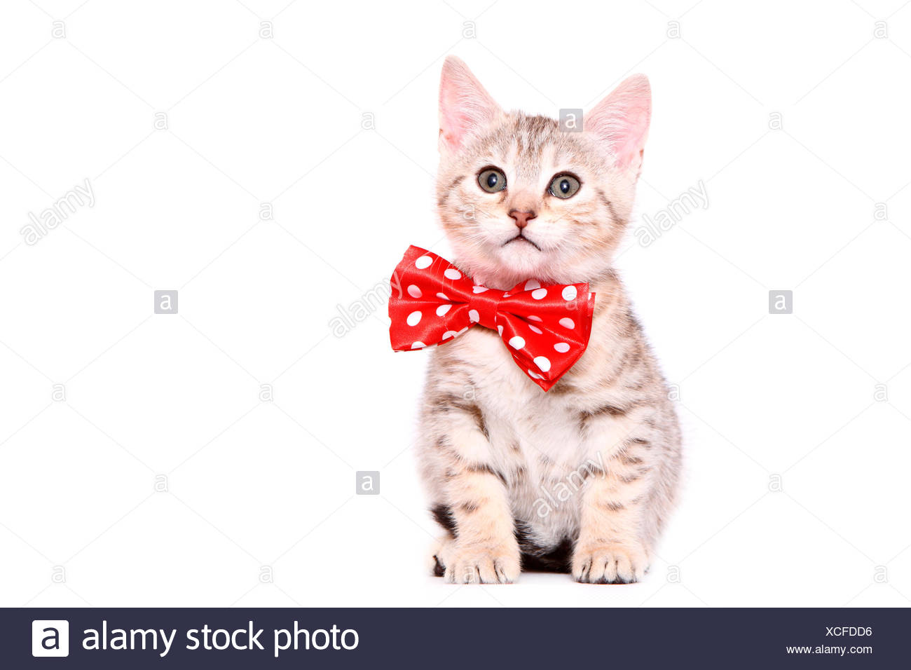 Bengal Chat Chaton 7 Semaines Assis Portant Nœud Papillon Rouge Avec Pois Blancs Studio Photo Sur Un Fond Blanc Photo Stock Alamy Bengal Chat Chaton 7 Semaines Assis Portant Nœud Papillon Rouge Avec Pois Blancs Studio Photo Sur Un Fond Blanc Photo Stock Alamy