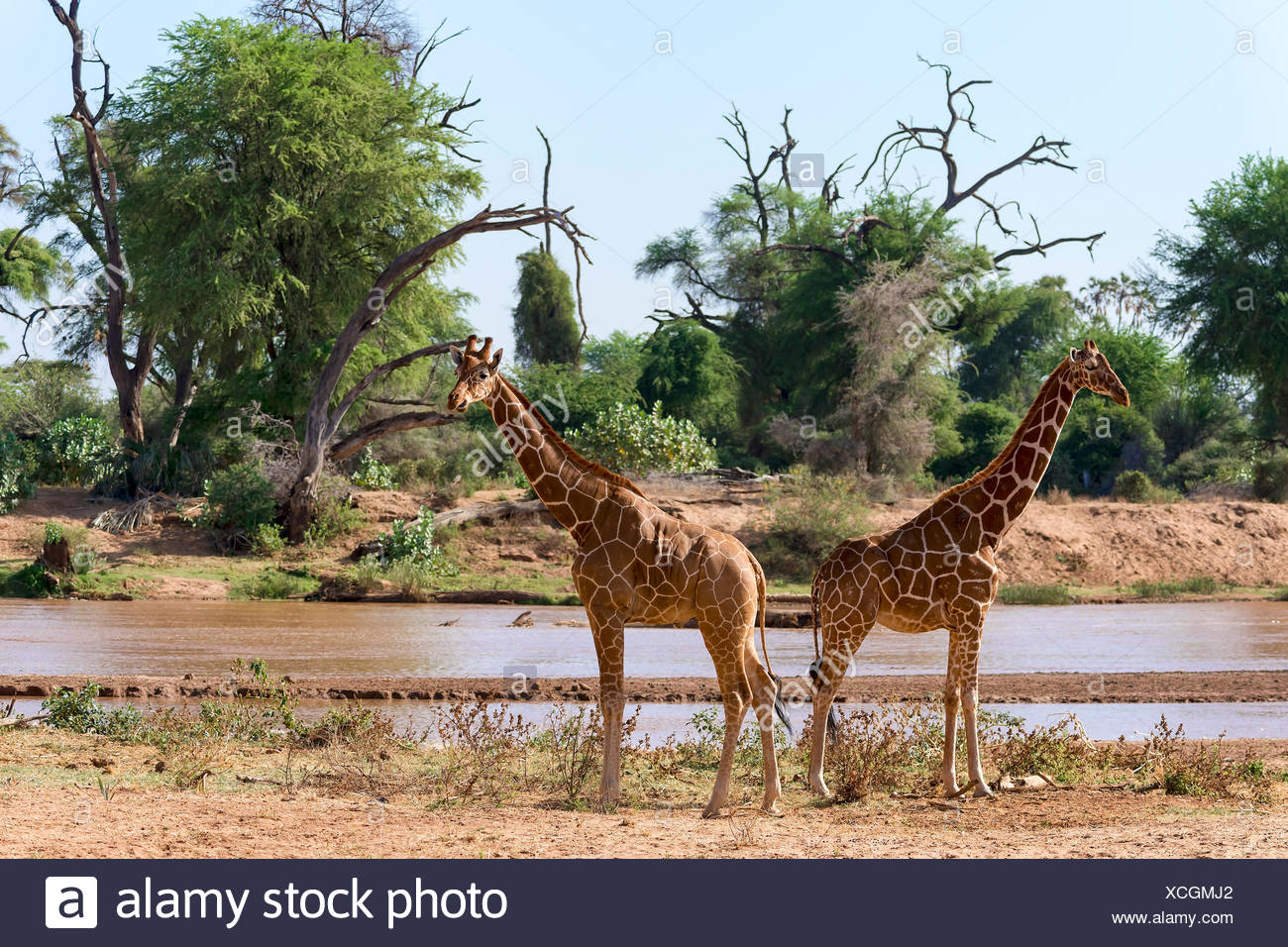 Giraffe réticulée ou Somali girafes (Giraffa camelopardalis reticulata) courir le long de la rivière, la réserve nationale de Samburu, Kenya Banque D'Images
