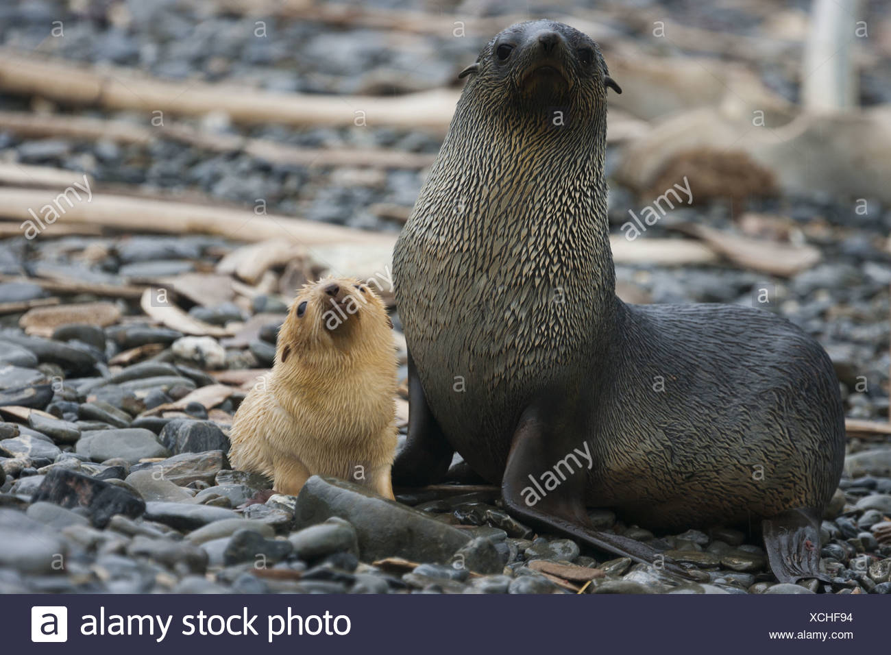 Fourrure De L Antarctique Blanc Femelle Adulte Avec Un Bebe Phoque Blanc A Ses Cotes Sur L Ile De Georgie Du Sud Sur Les Iles Malouines Photo Stock Alamy