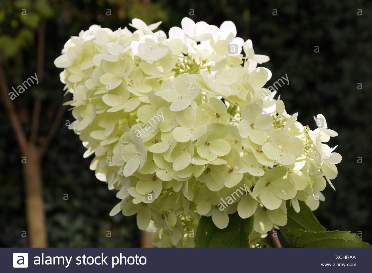 Verbena Bonariensis Vervain Perennials Limelight Hydrangea