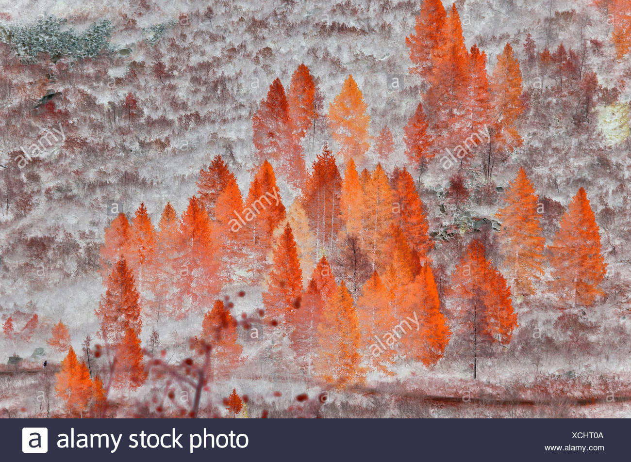 Fleur De Couleur Vert Nature Feuilles Feuille De Fond