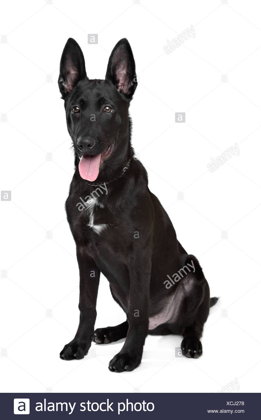 Chiot Berger Allemand Noir Devant Un Fond Blanc Photo Stock Alamy Chiot Berger Allemand Noir Devant Un Fond Blanc Photo Stock Alamy