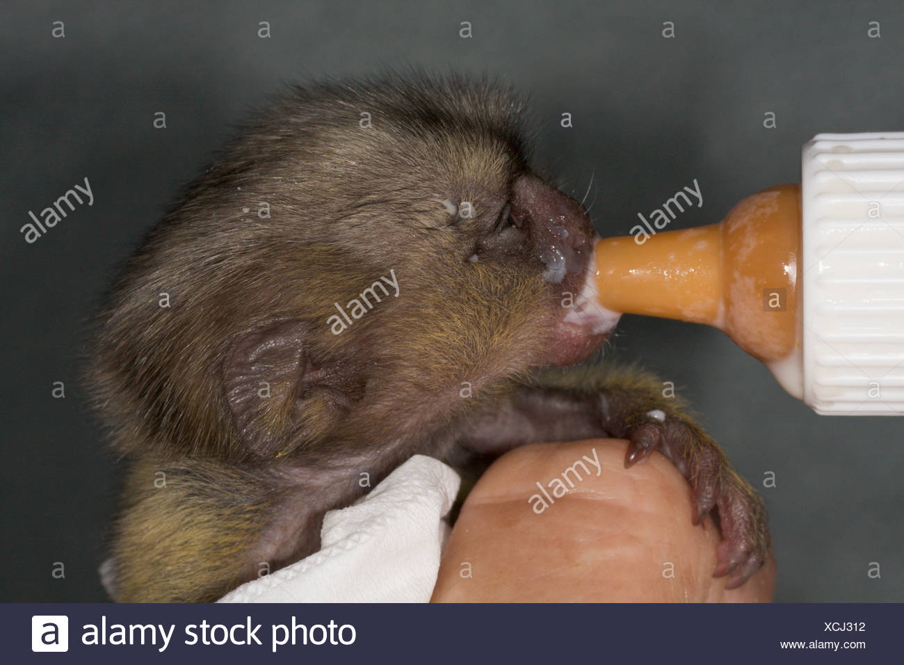 Bebe Ouistiti Pygmee Cebuella Pygmaea Bouteille D Etre Nourris Photo Stock Alamy