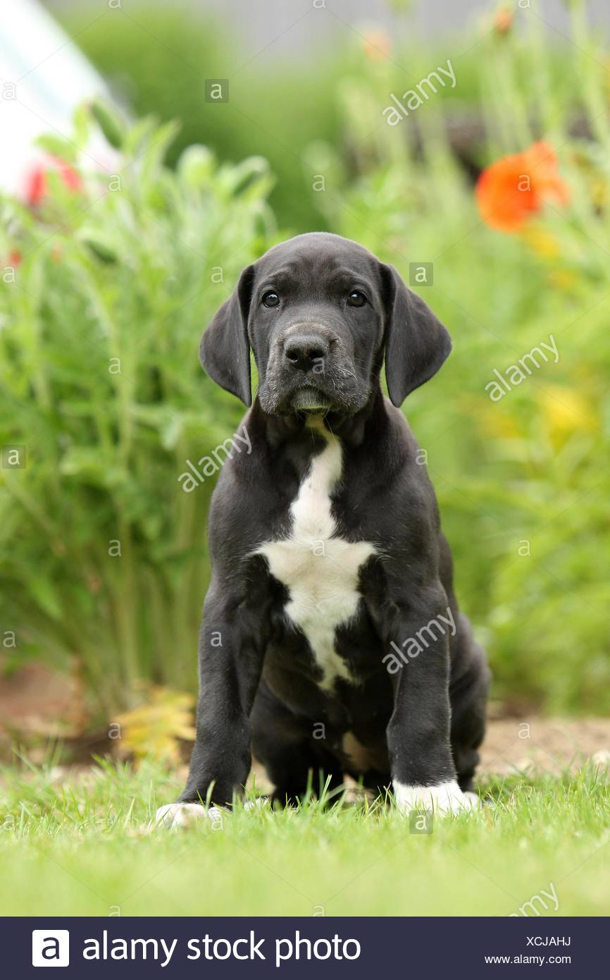 Chiot Dogue Allemand Dans La Campagne Photo Stock Alamy