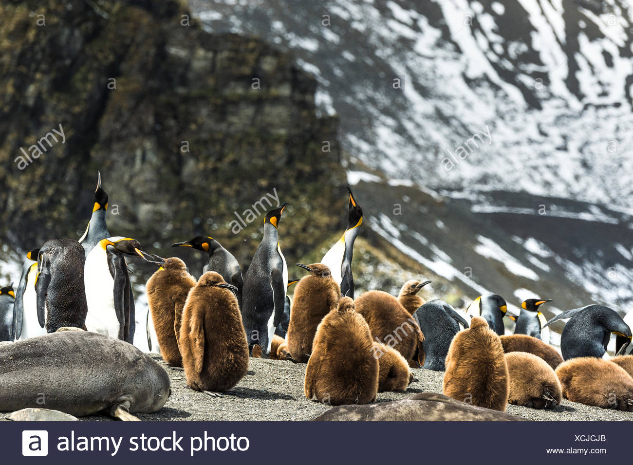 Le manchot royal (Aptenodytes patagonicus) et les juvéniles à l'Antarctique (Arctocephalus gazella) sur la plage ; l'Antarctique Banque D'Images