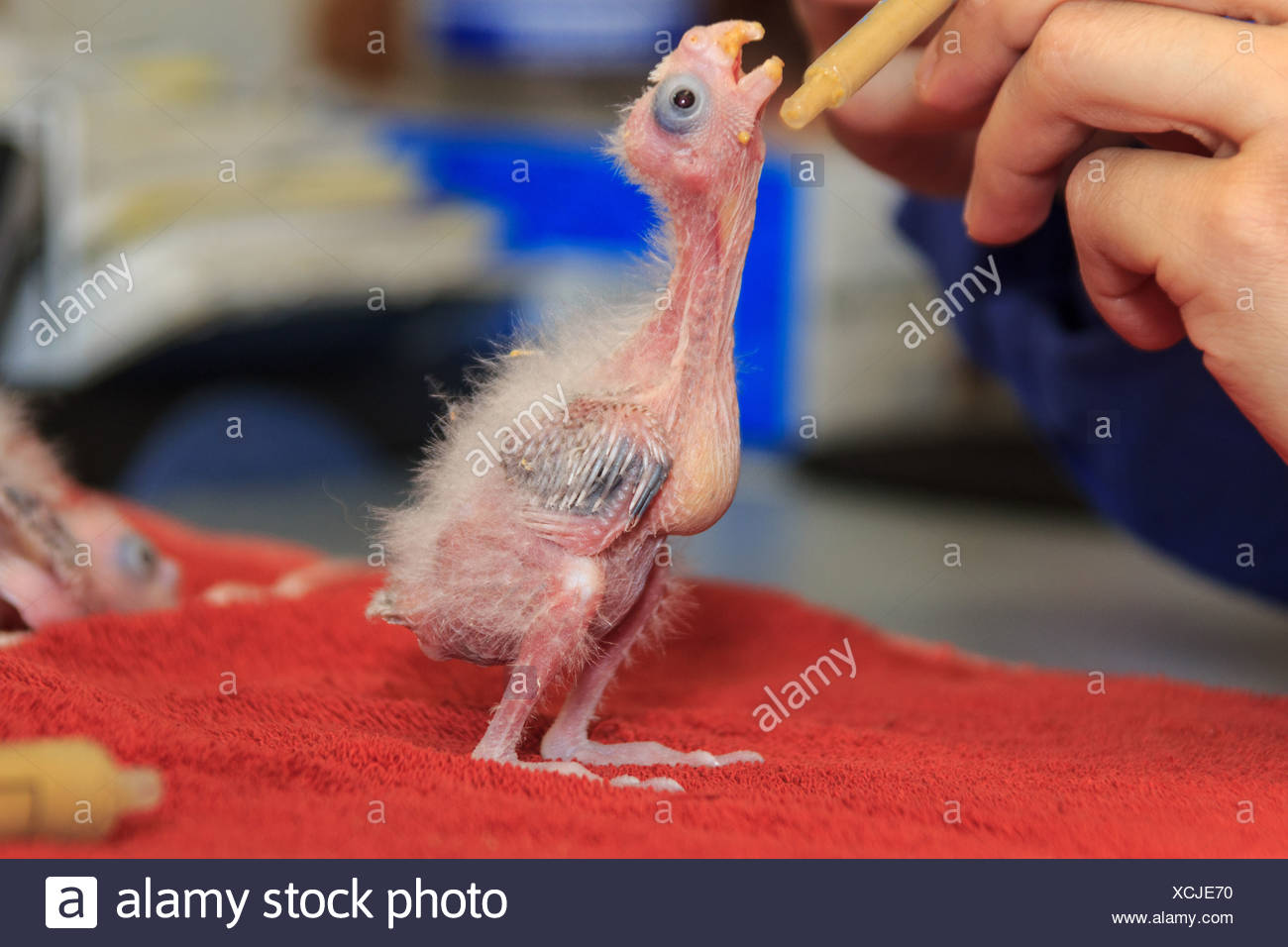 Cockatiel Baby Banque D Image Et Photos Alamy