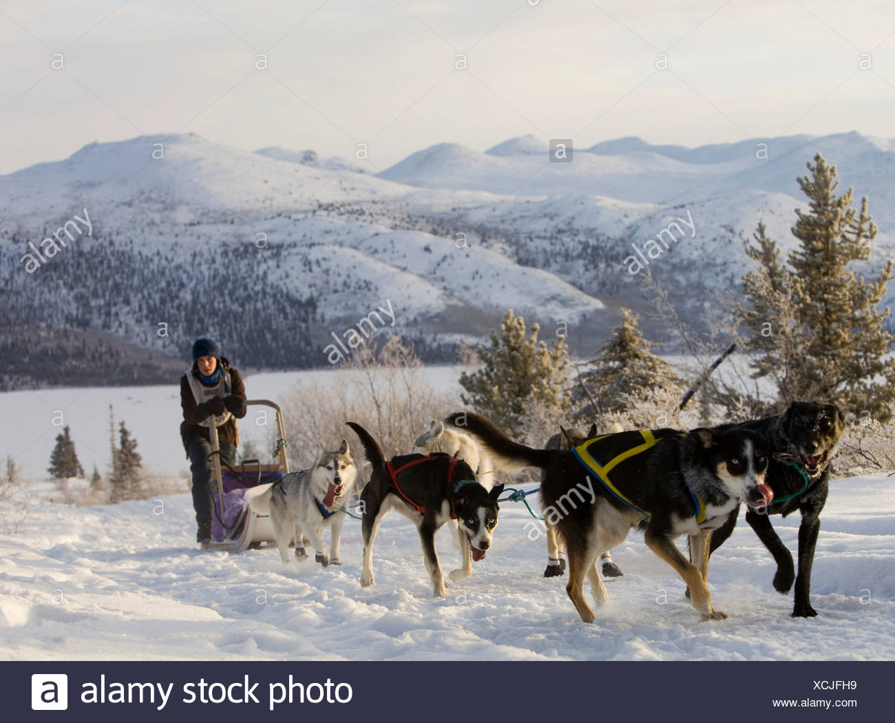 De Lalaska Les Chiens De Traîneau à Chiens Des Huskies