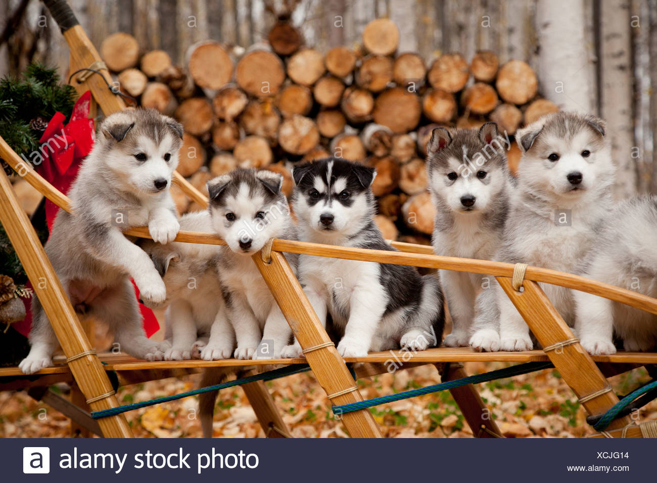 Chiots Husky De Siberie En Traineau En Bois Traditionnel Avec Couronne De Noel Alaska Photo Stock Alamy