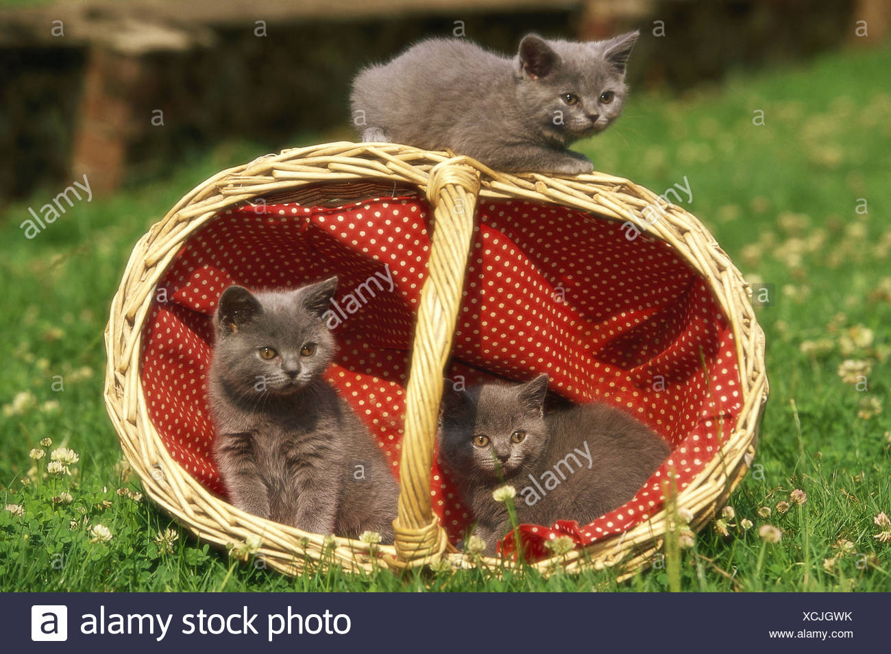 Pré Petit Panier Chatons Kartäuser Trois Groupe Photo