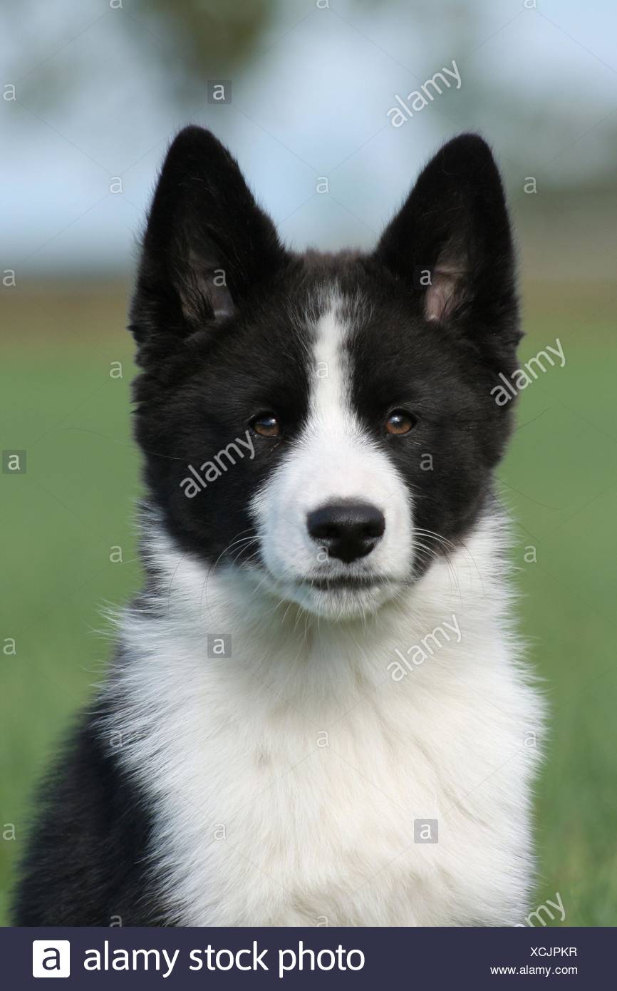 Chien D Ours De Carelie Photo Stock Alamy