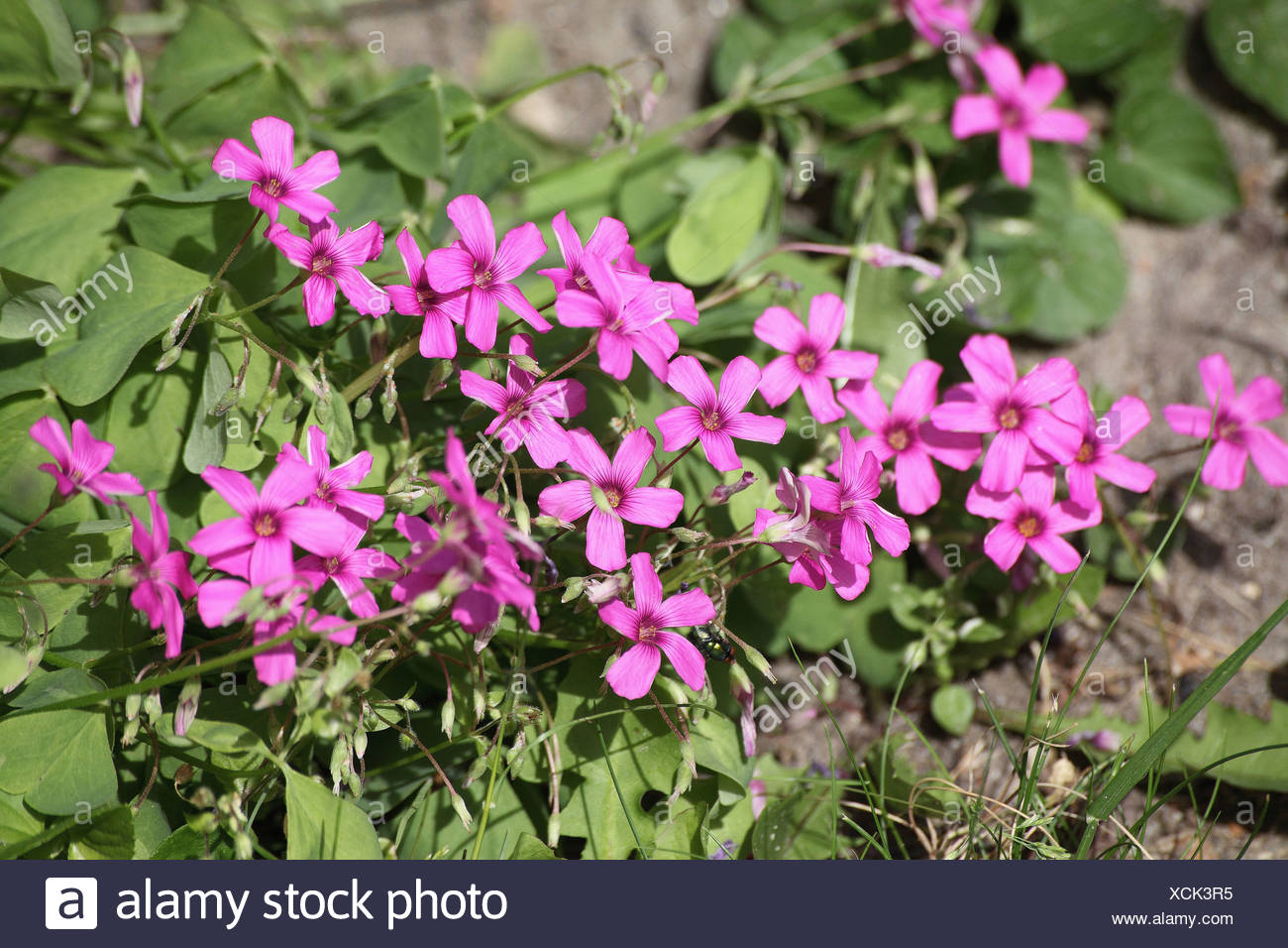 Loxalis Articulata Est Une Plante Vivace Basse Rampante De