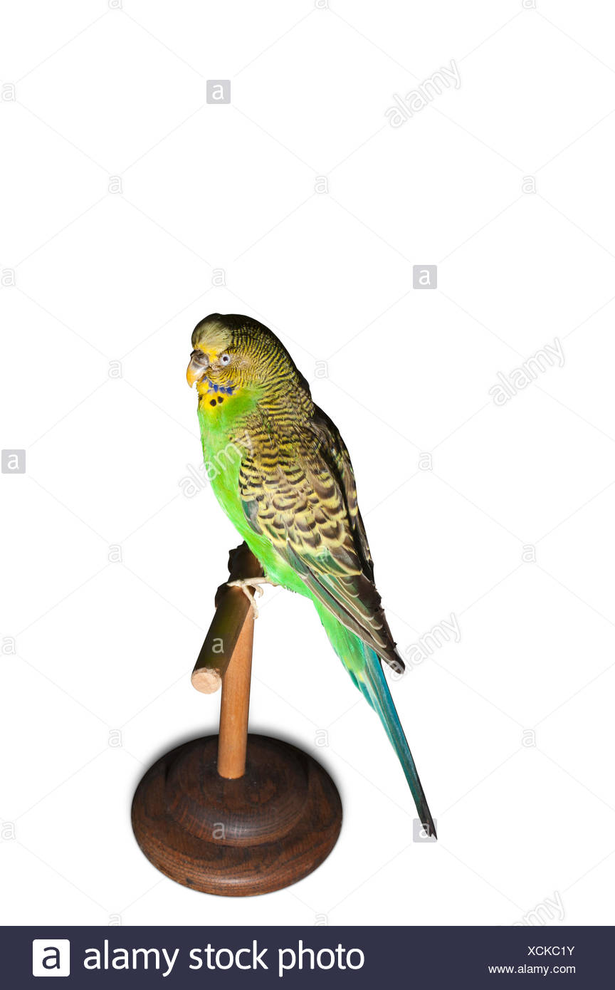 Cage Bird Photos Cage Bird Images Alamy