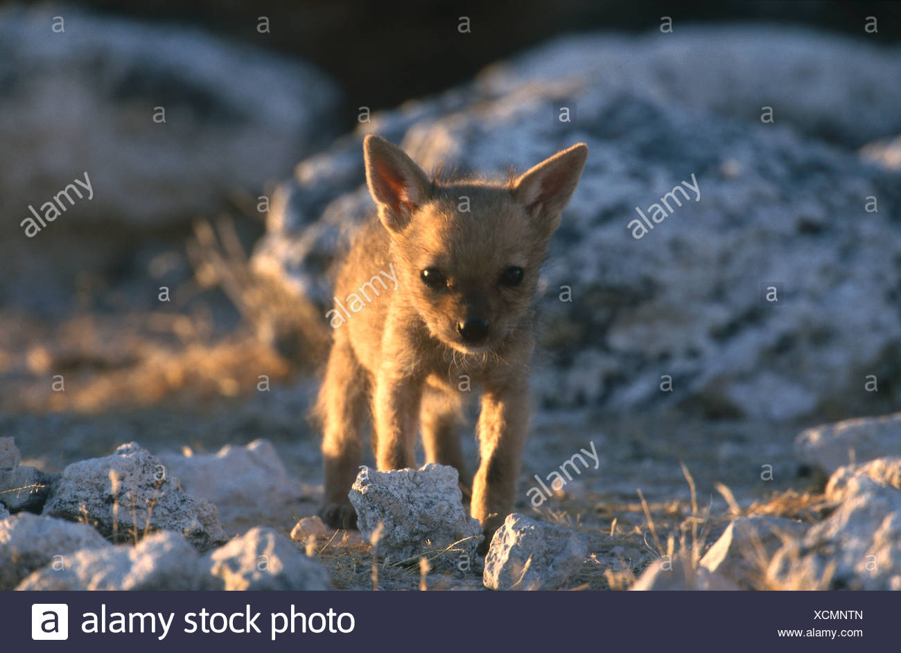 Balades Dans La Region De Steppe Bebe Chacal Etosha Namibie Photo Stock Alamy