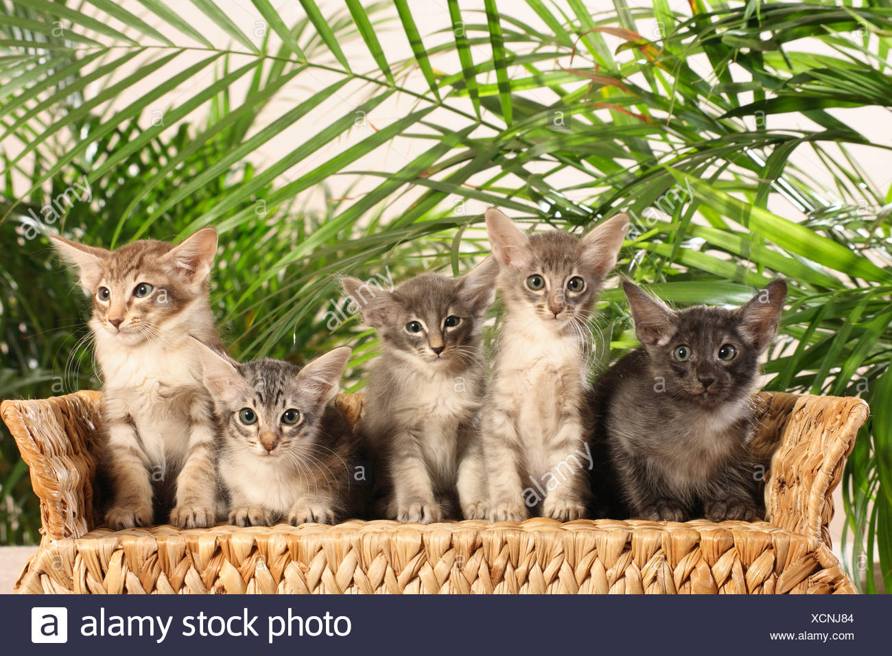Chat Javanais Cinq Chatons Assis Sur Un Canape Photo Stock Alamy Chat Javanais Cinq Chatons Assis Sur Un Canape Photo Stock Alamy