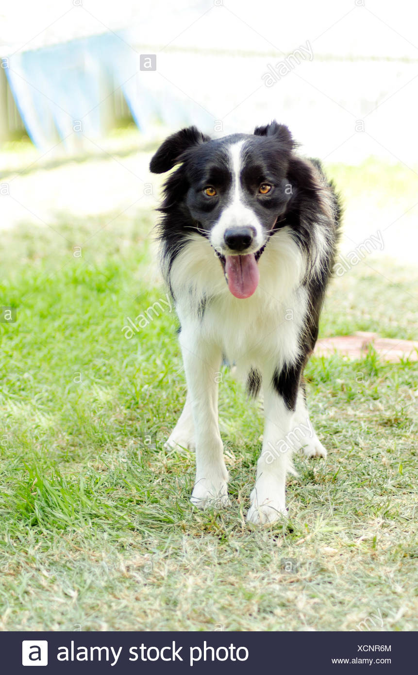 Un Jeune Sain Beau Noir Et Blanc Border Collie Chien