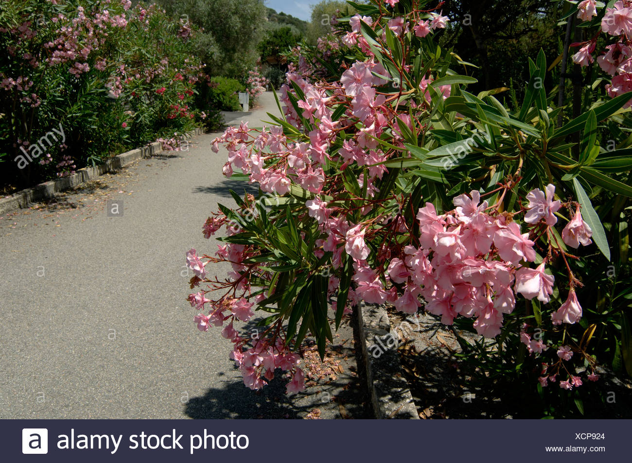 Les Fleurs Doubles Dun Rose Nerium Oleander Laurier Rose