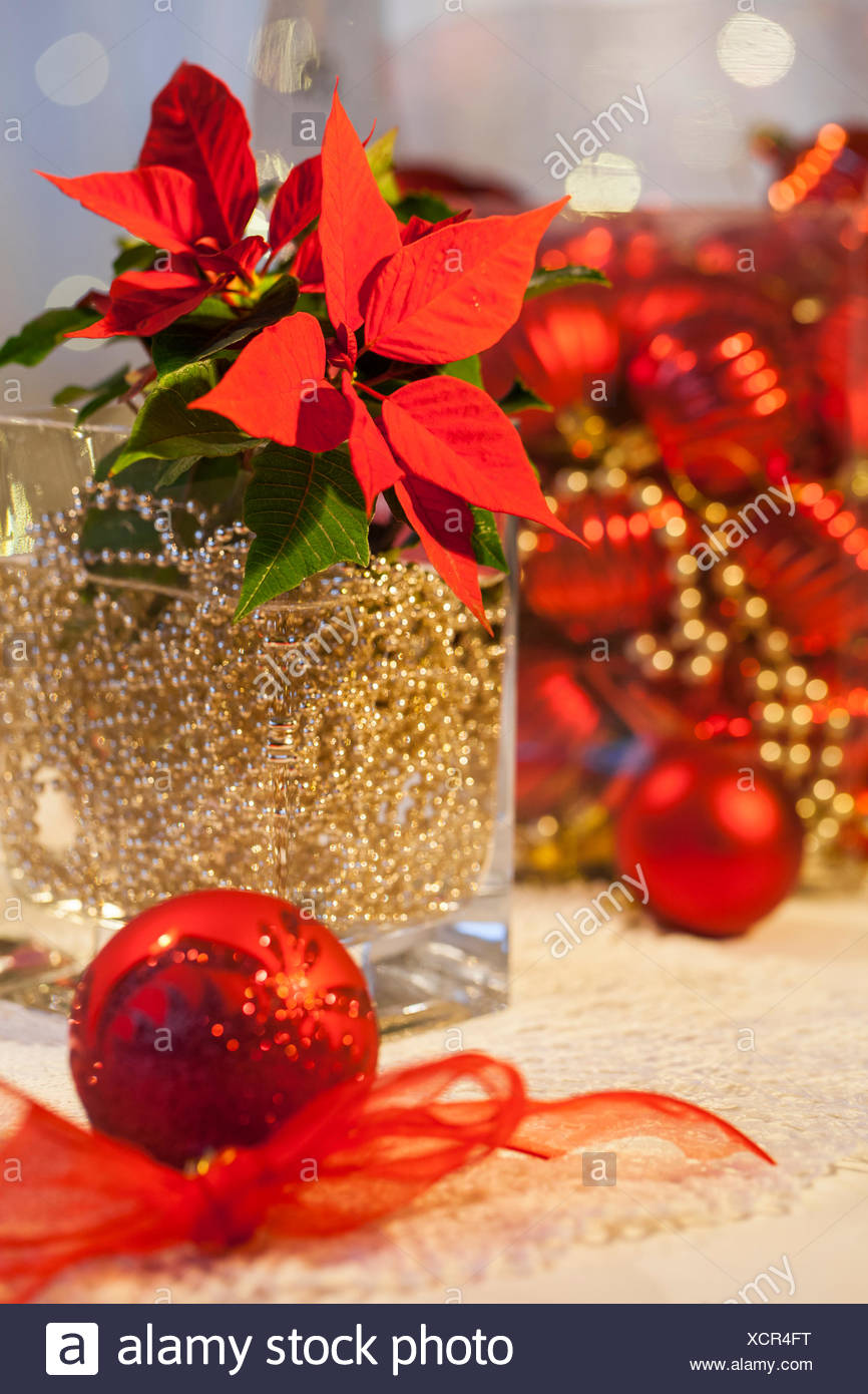 Matériel Poinsettia Chaîne Boule Dor Vase En Verre L