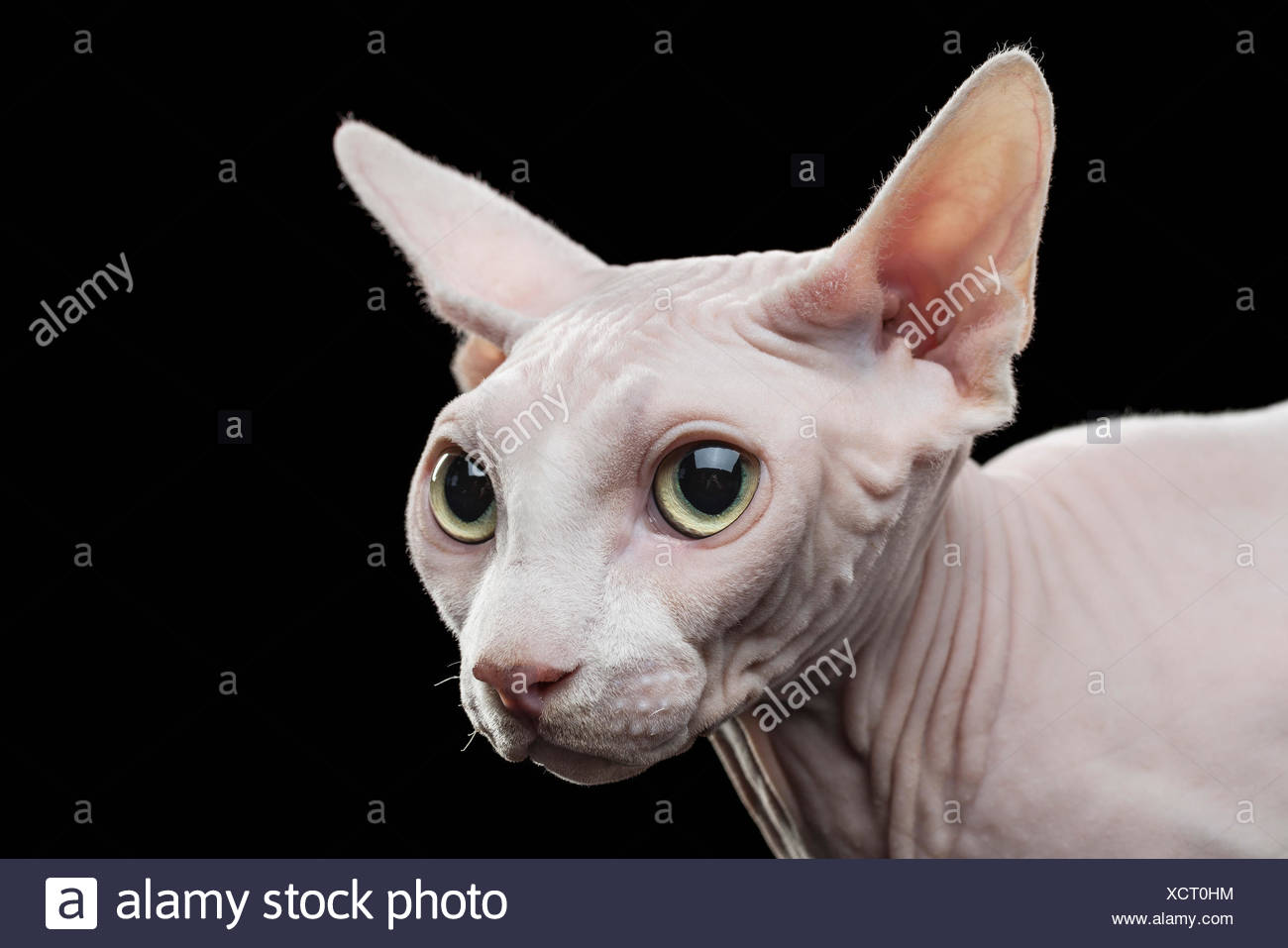 Close Up Of Sphynx Chat Sans Poils A L Exterieur Contre Fond Noir Photo Stock Alamy