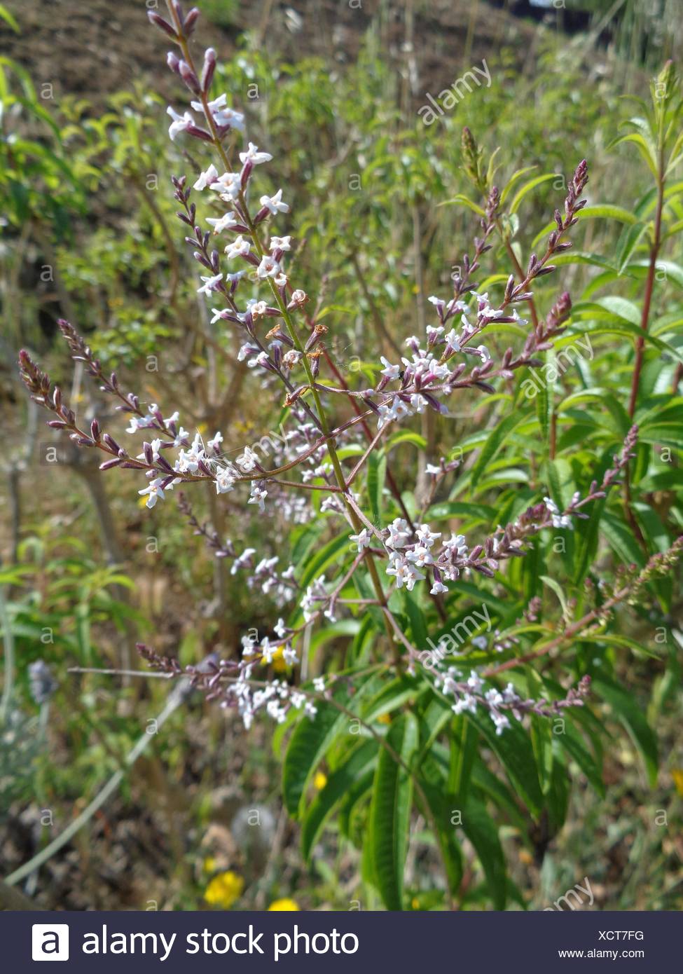 Lippia Photos Lippia Images Alamy