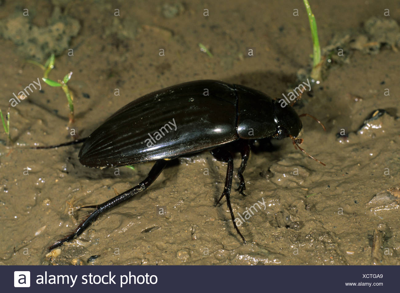 Grand Scarabee D Argent Ou De L Eau Coleoptere Geant Hydrous Piceus Etangs D Hortobagy En Hongrie Europe Photo Stock Alamy Grand Scarabee D Argent Ou De L Eau Coleoptere Geant Hydrous Piceus Etangs D Hortobagy En Hongrie Europe Photo Stock Alamy