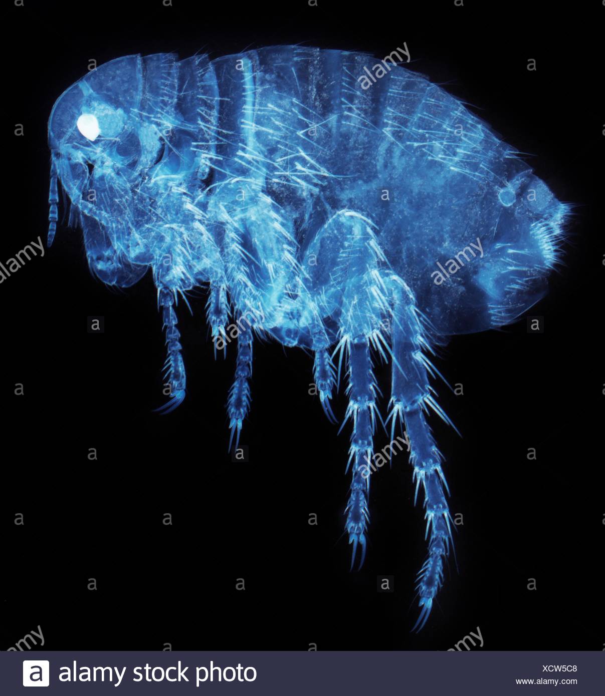 Puce Humaine Photos Puce Humaine Images Alamy