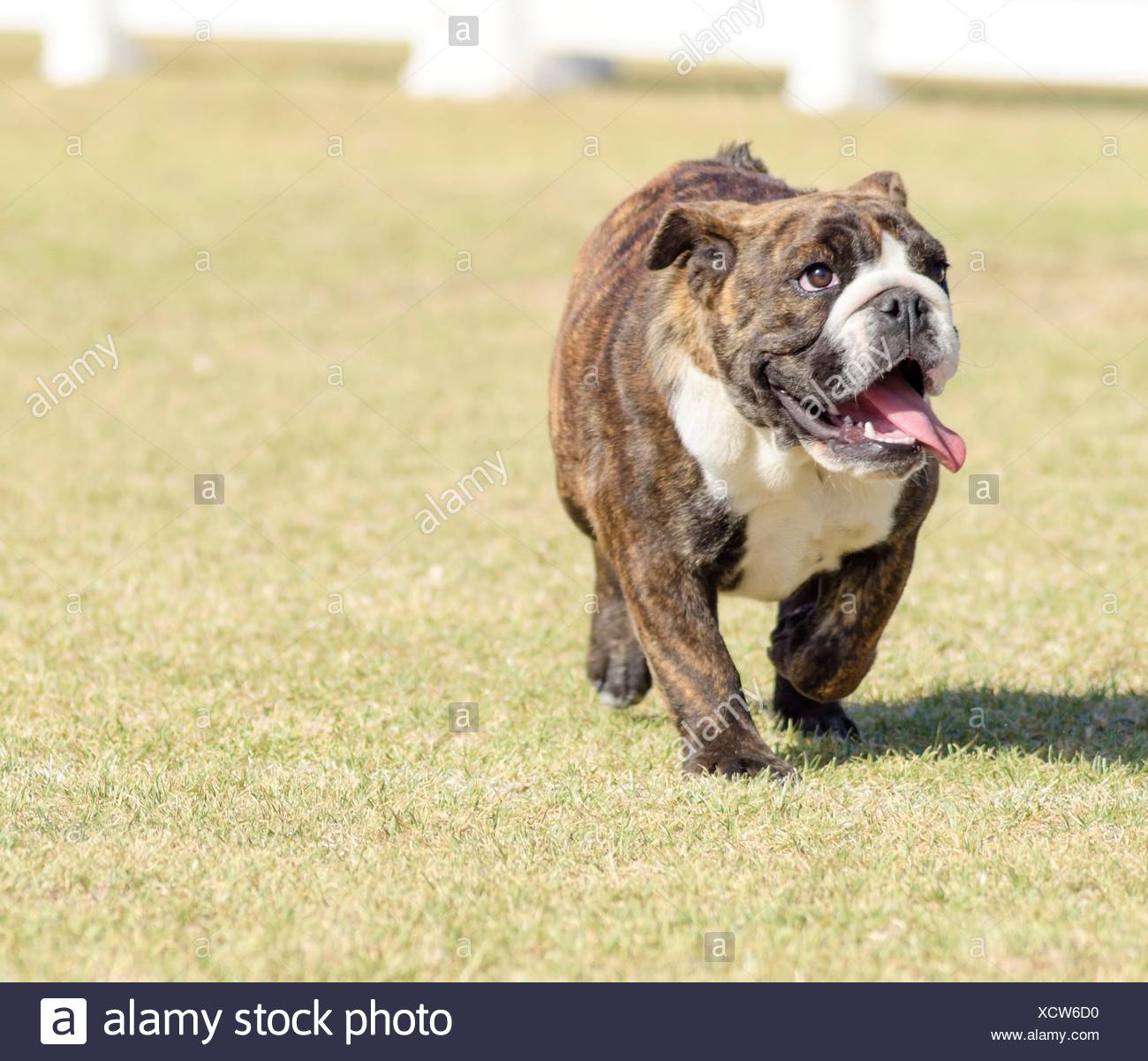 Un Petit Jeune Belle Fauve Bringé Marron Et Blanc Bulldog